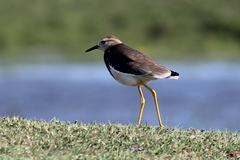 Vanellus leucurus