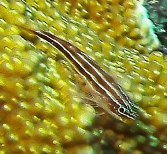 Helcogramma striata