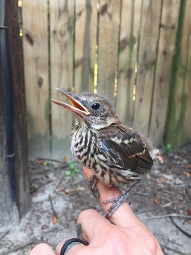 Brown Thrasher, photo 10 of 10