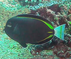 Acanthurus nigricans