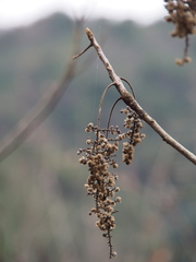 Toxicodendron trichocarpum