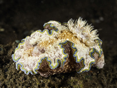 Glossodoris