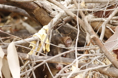 Pseudocheirus occidentalis