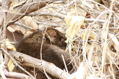 Pseudocheirus occidentalis