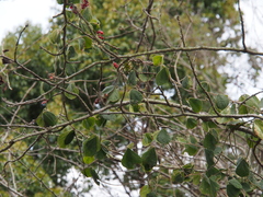 Rhynchosia volubilis