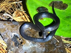 Cloud Forest Earth Snake