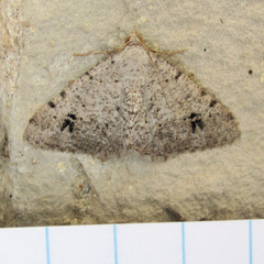 Digrammia pallidata