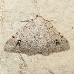 Digrammia pallidata