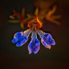 Lechenaultia heteromera