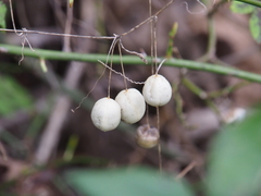 Zehneria japonica