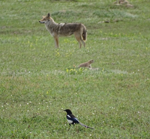 Coyote photographed in North Dakota