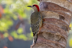 Melanerpes superciliaris