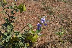 Crotalaria verrucosa