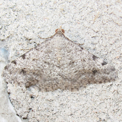 Frederickia disparcata