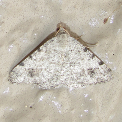 Frederickia disparcata