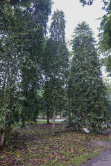 Garcinia atroviridis