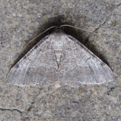Frederickia disparcata