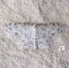 Scopula plantagenaria