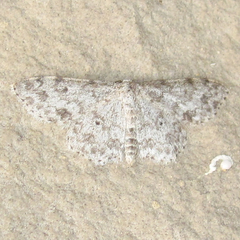 Scopula plantagenaria