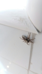 Menemerus semilimbatus