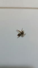 Menemerus semilimbatus