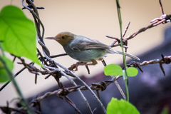 Olive-Backed Tailorbird photo 4
