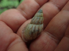 Drymaeus aequatorianus