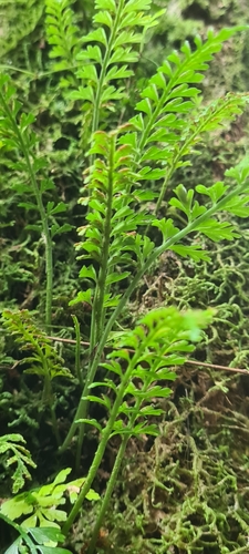 Asplenium bipinnatifidum observed 2023-07-12