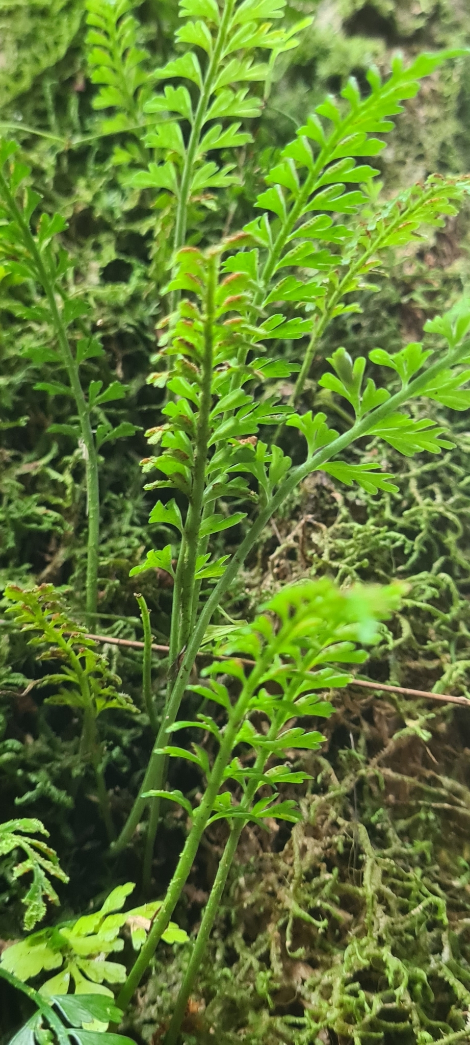 Asplenium bipinnatifidum