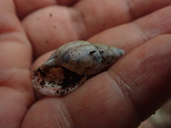 Drymaeus aequatorianus