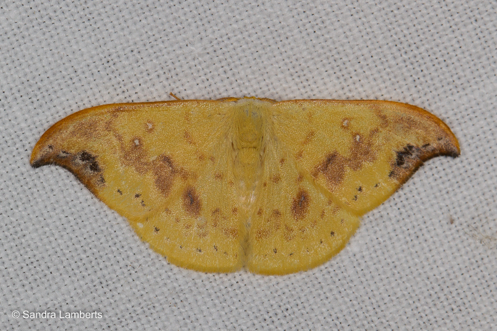Tridrepana microcrocea