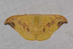 Tridrepana microcrocea