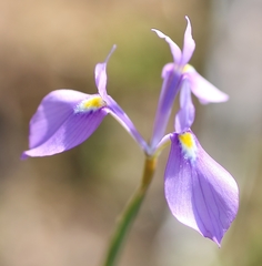Moraea tripetala tripetala