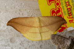 Tridrepana argentistriga