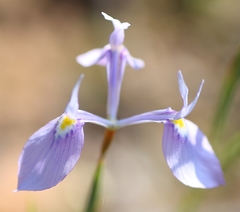 Moraea tripetala tripetala