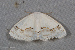 Teldenia specca