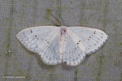 Teldenia specca