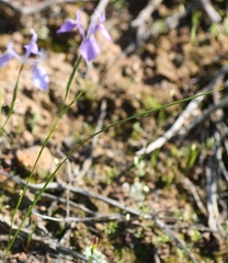 Moraea tripetala tripetala