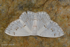 Teldenia specca