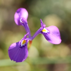 Moraea tripetala violacea