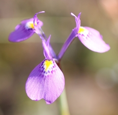 Moraea tripetala violacea