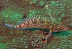 Cirrhitichthys oxycephalus