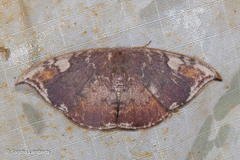 Paralbara watsoni