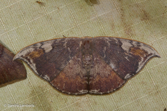 Paralbara watsoni