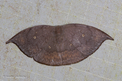 Paralbara muscularia