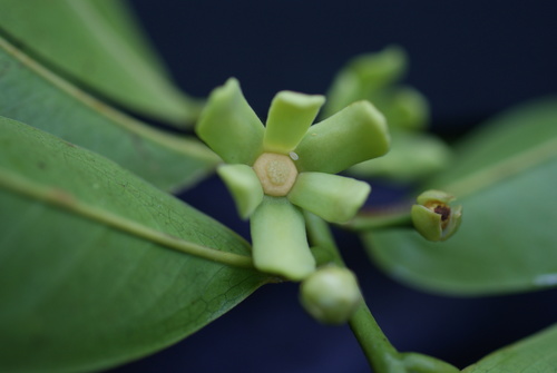 Guatteria caribaea