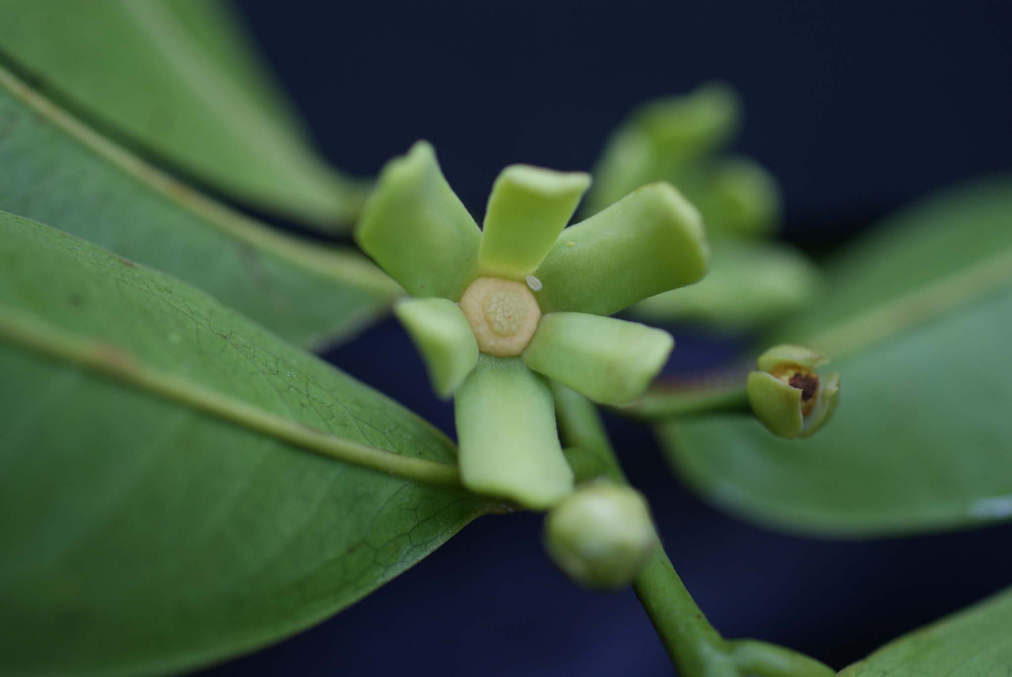 Guatteria caribaea