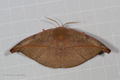 Oreta bicolor