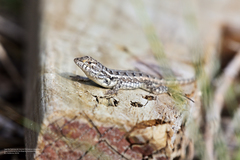 Sceloporus cozumelae