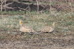 Syrrhaptes paradoxus